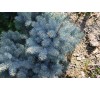 Ель колючая Маджестик Блю (Majestic Blue) С2